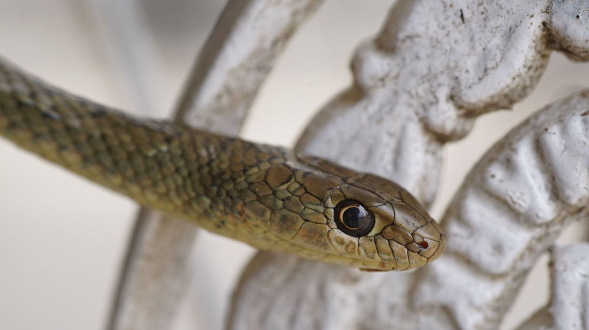 snakes in the city