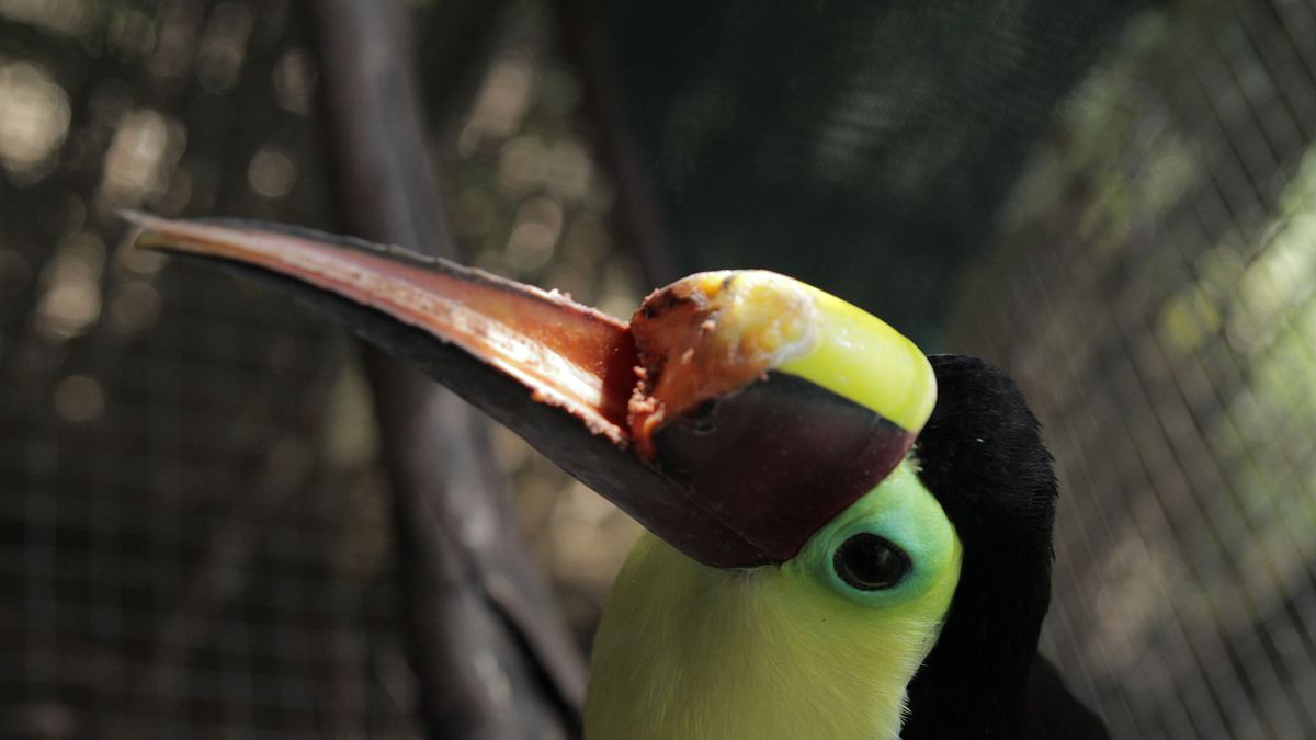 toucan nation - die tierschützer von costa rica