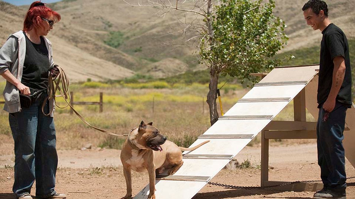pitbulls auf bewährung