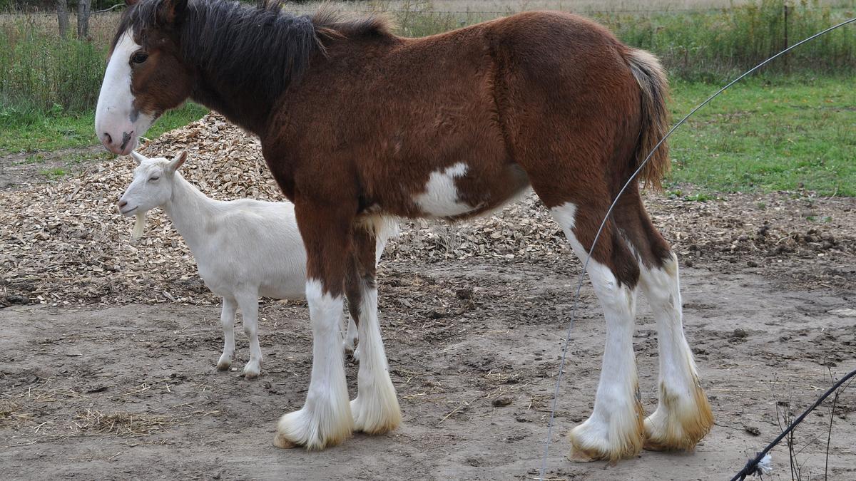 tierische freundschaften
