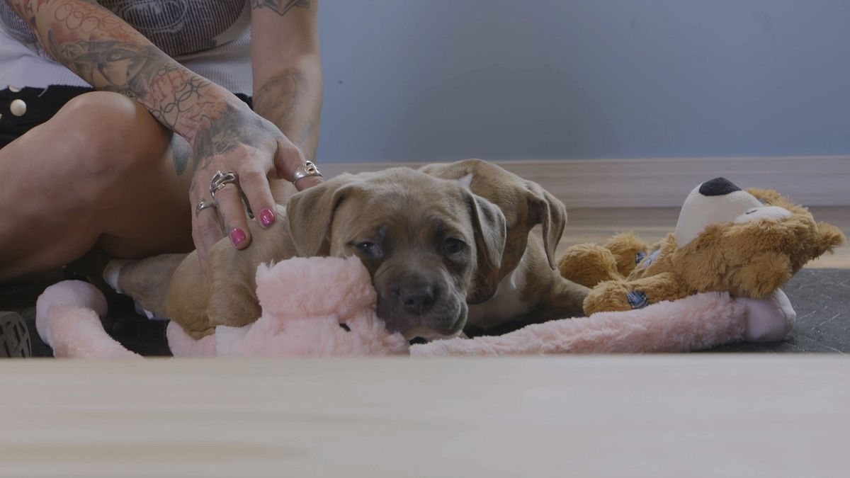 pitbulls auf bewährung