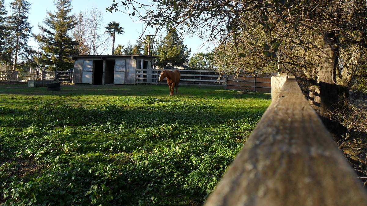 tierische ausreißer