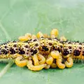 Parasiten packen aus Thumbnail