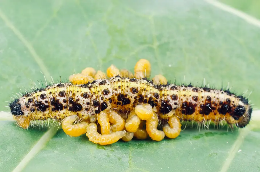 Parasiten packen aus parasiten packen aus