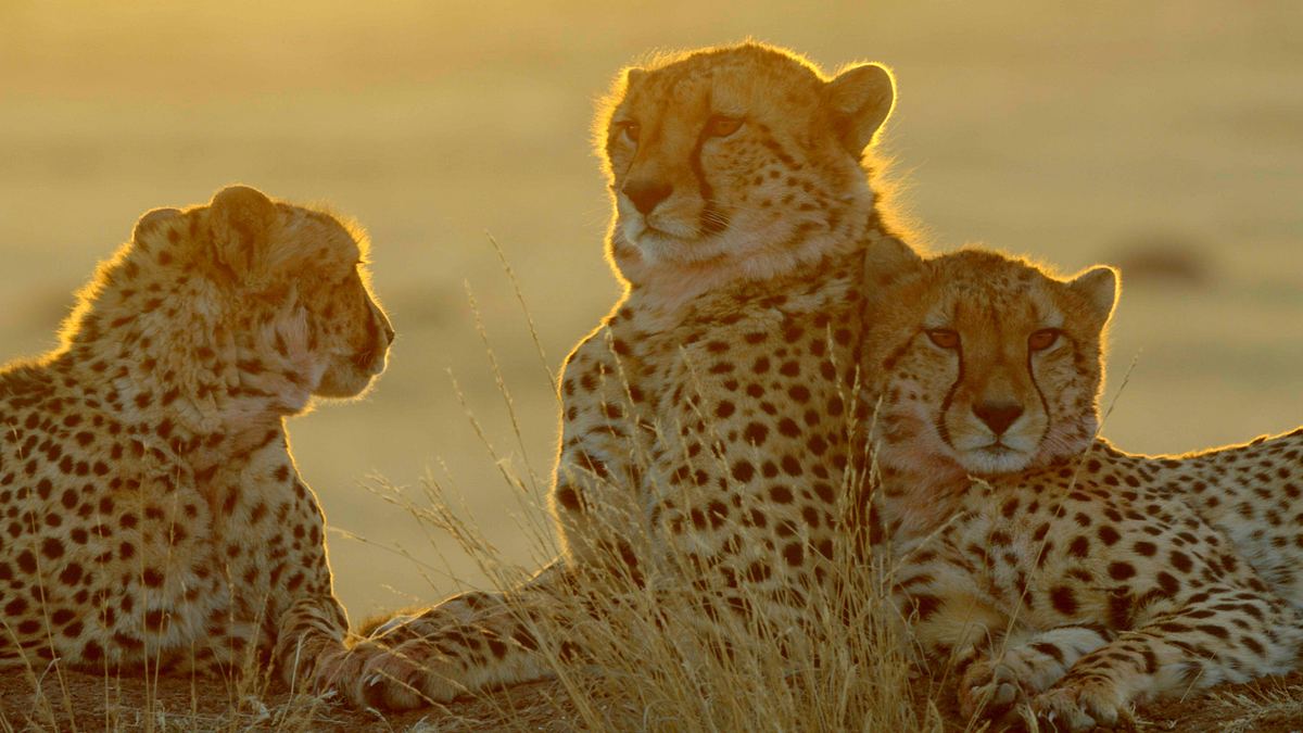 afrikas tödlichste jäger