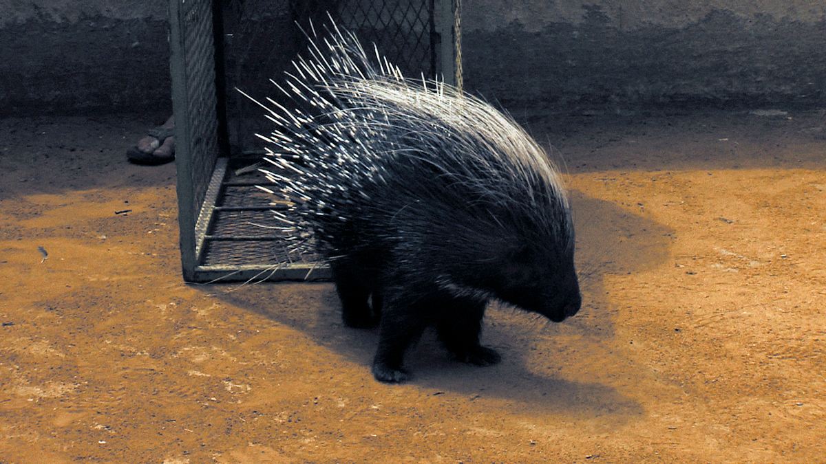 das waisenhaus für wilde tiere - abenteuer afrika