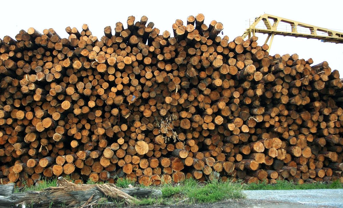 Redwood Kings - Träume aus Holz redwood kings - träume aus holz