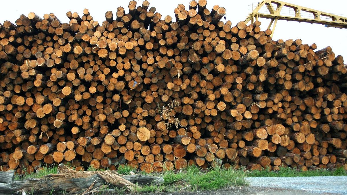 redwood kings - träume aus holz