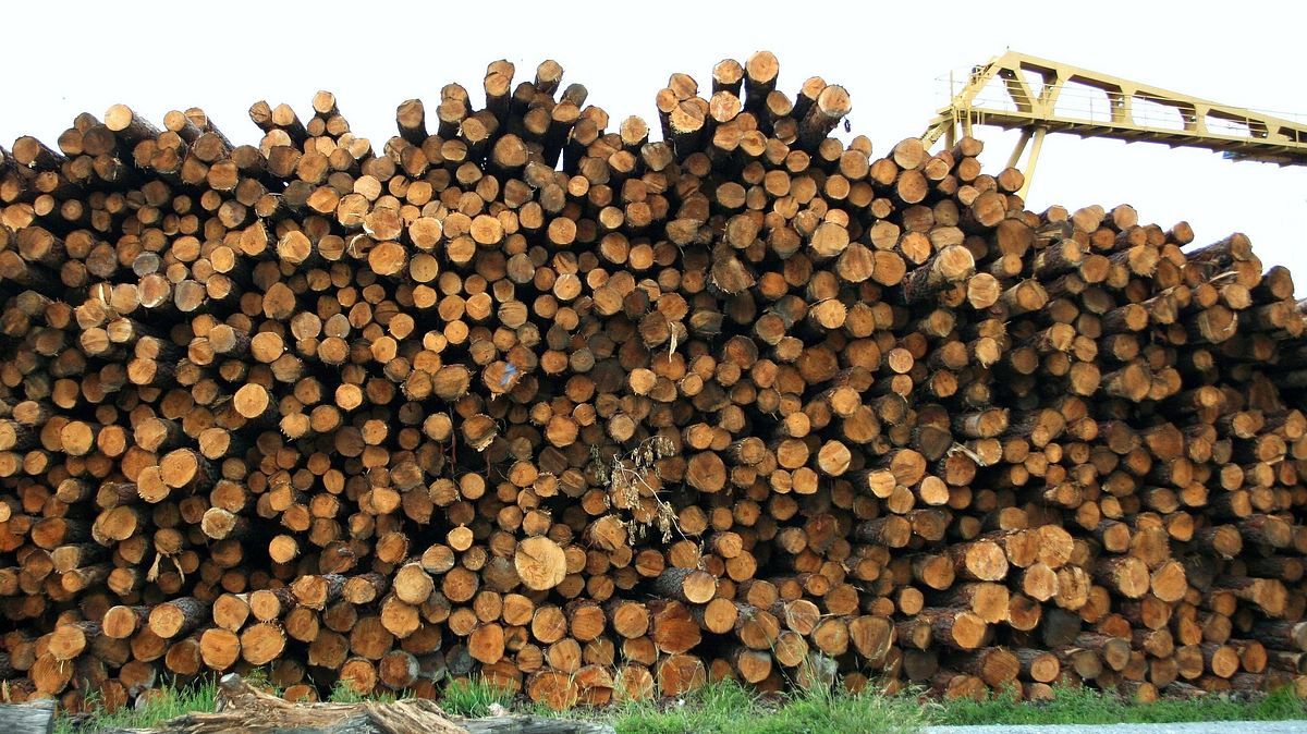 redwood kings - träume aus holz