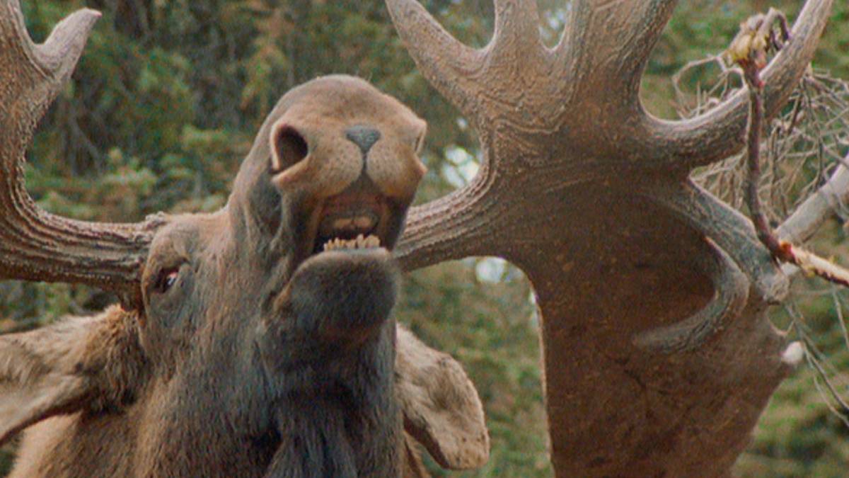 geheimakte wildnis