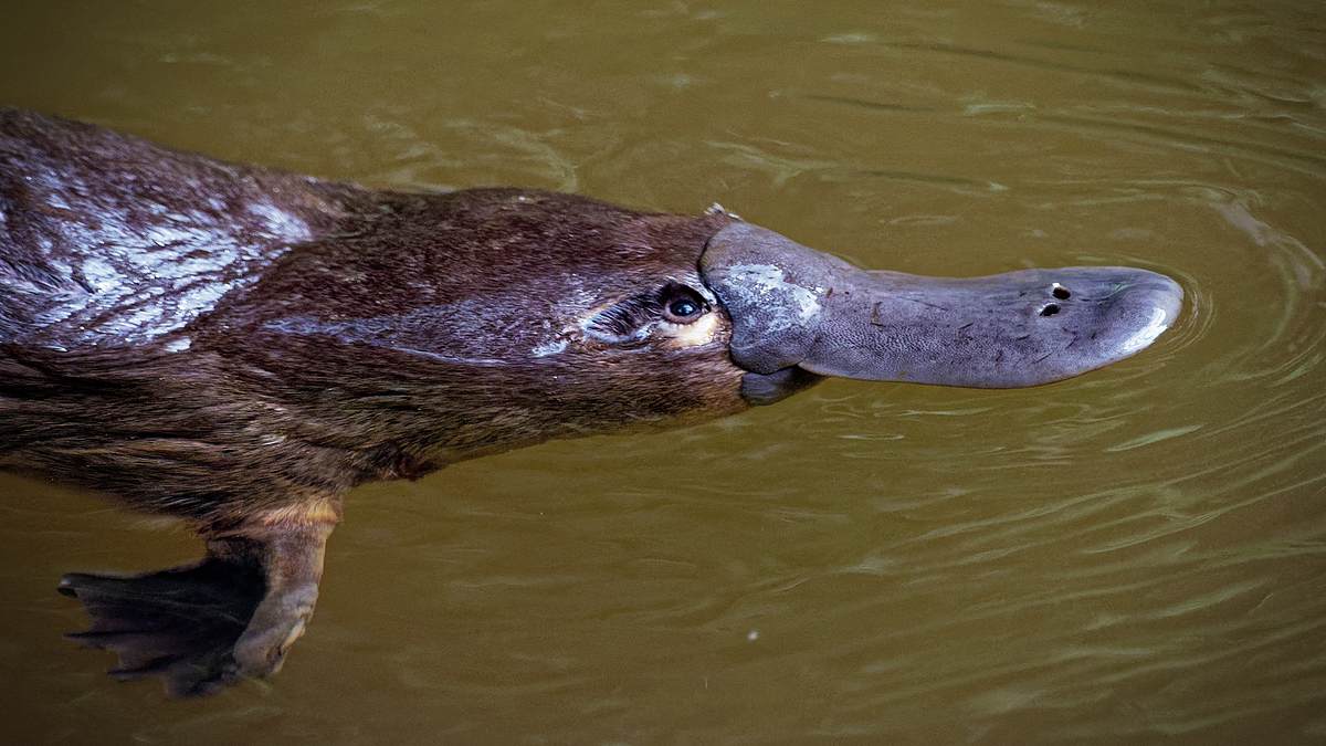 die superkräfte der tiere