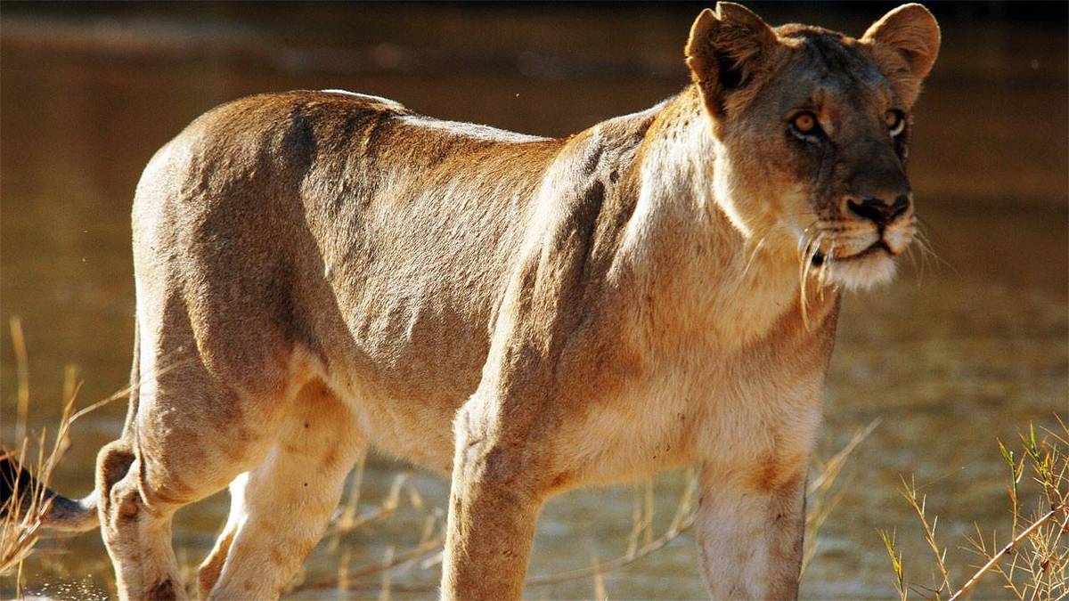 Wildtiere vor der Kamera wildtiere vor der kamera