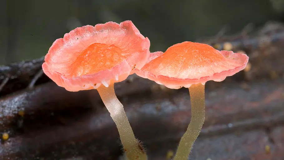 Im Königreich der Pilze im königreich der pilze