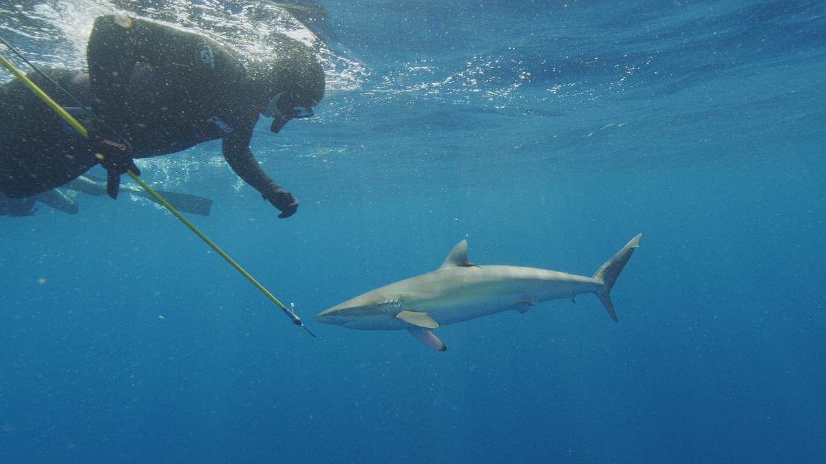 sharks of ghost island - haie im bermudadreieck