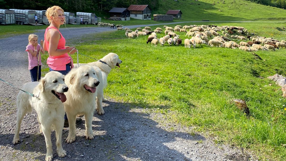 schweizer hundegeschichten