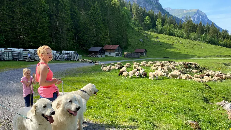 schweizer hundegeschichten