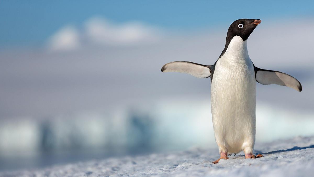 Pinguine Pinguine
