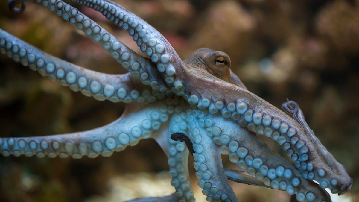 animal mysteries - unglaubliches tierverhalten
