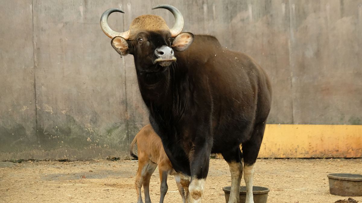 bronx zoo - tierpark der superlative