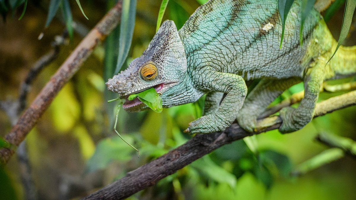 zoo und so - tierisch wild!