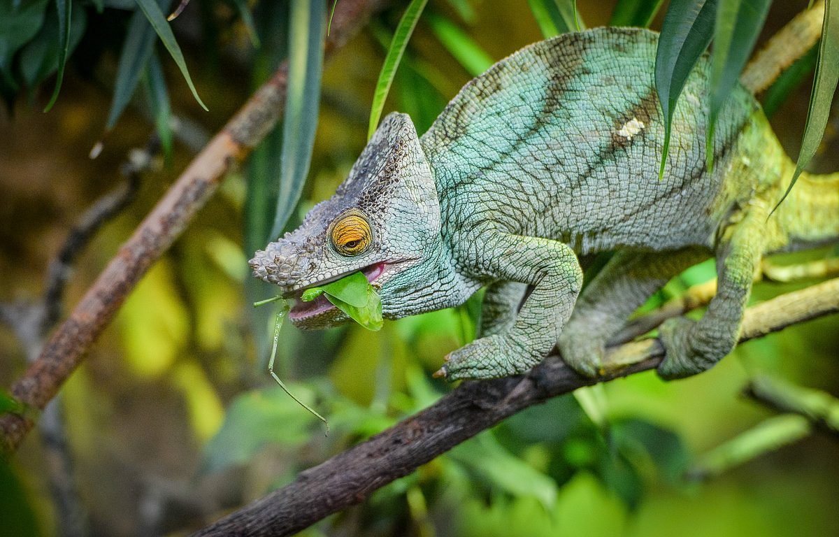 Zoo und so - Tierisch wild! zoo und so - tierisch wild!
