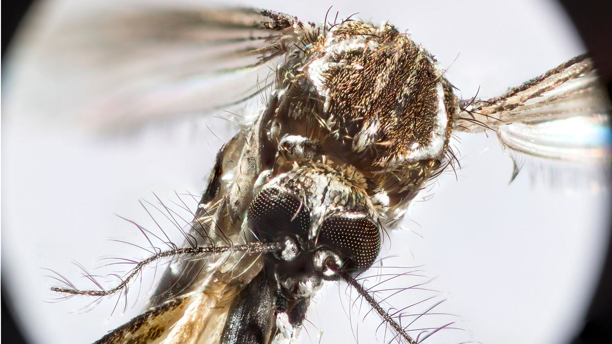mosquito - tödliche gefahr