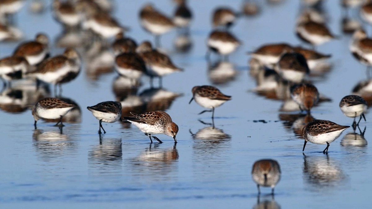 die wundersame reise der watvögel