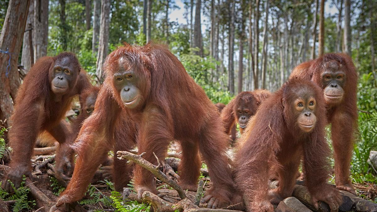 orang-utans - borneos waldmenschen