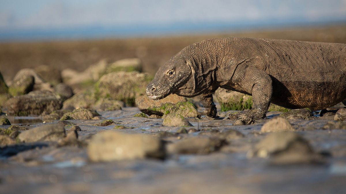 ein tag im leben eines komodowarans