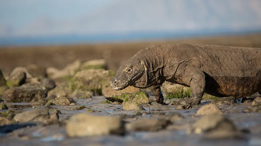 Ein Tag im Leben eines Komodowarans ein tag im leben eines komodowarans
