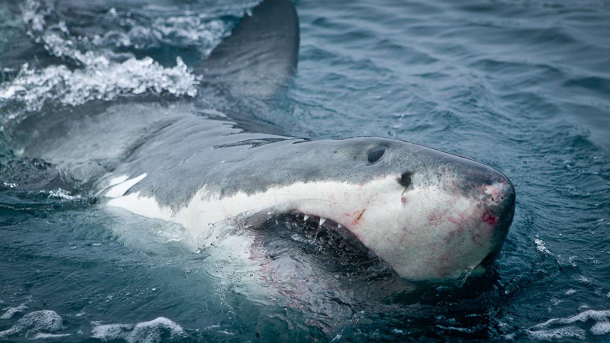 weiße haie: die seeotter-killer