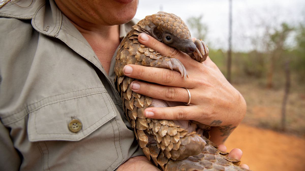 tierbabys in not: rettung in der wildnis