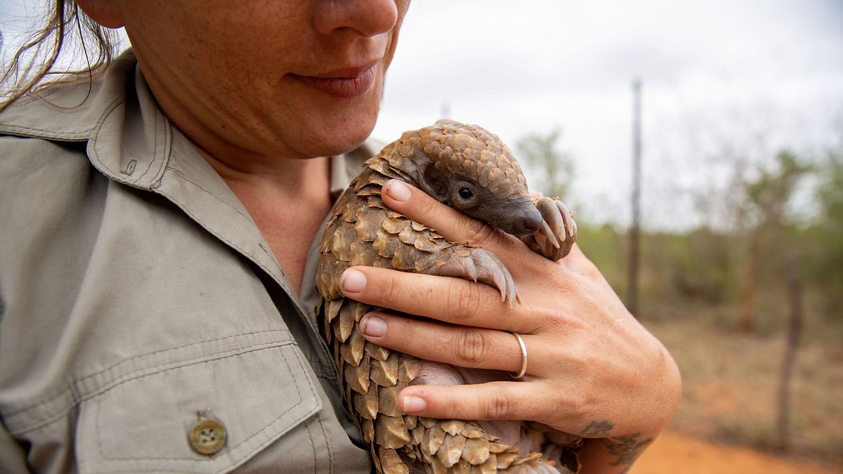 tierbabys in not: rettung in der wildnis