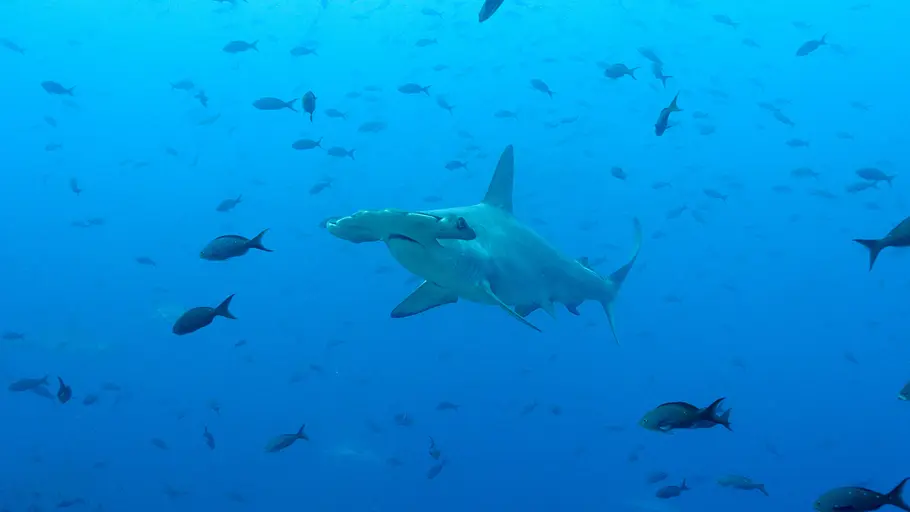 Das unbekannte Leben der Haie - Unterwegs im Meeresschutzgebiet Galápagos das unbekannte leben der haie - unterwegs im meeresschutzgebiet galápagos
