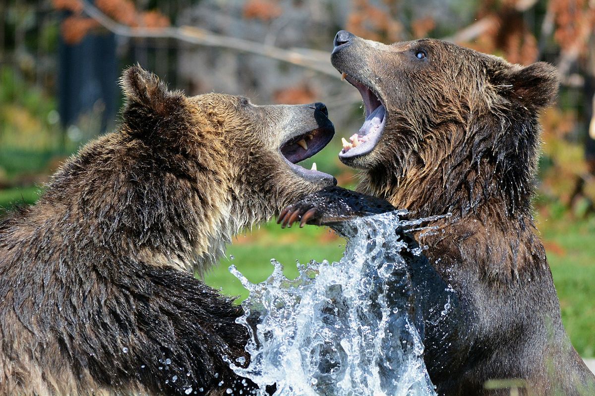 alaskas tödlichste jäger