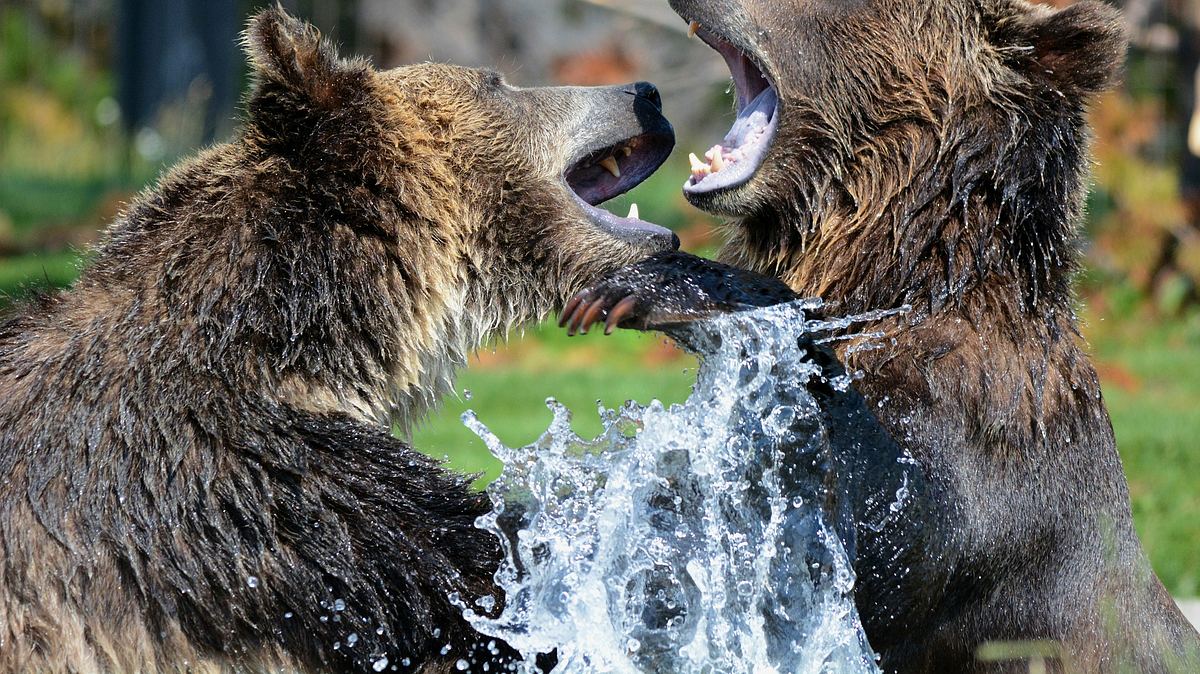 alaskas tödlichste jäger