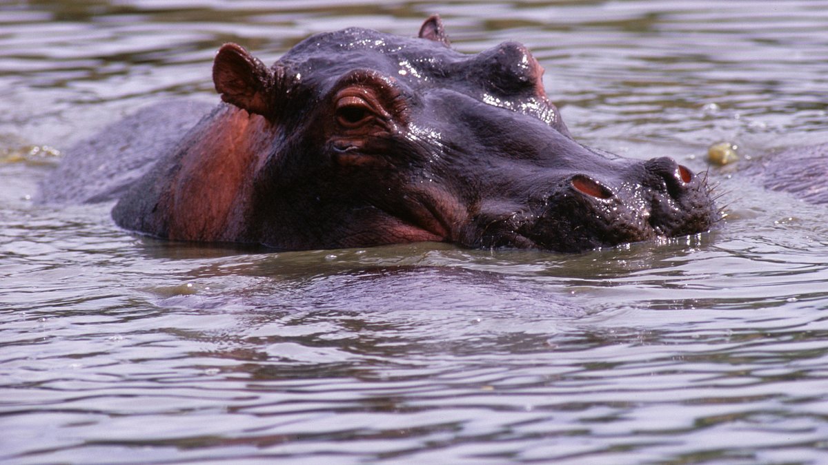 tierisch abgefahren