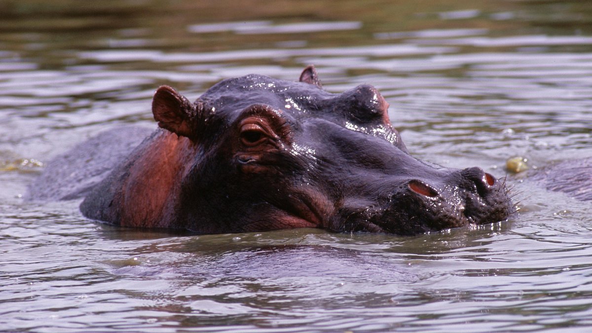 tierisch abgefahren