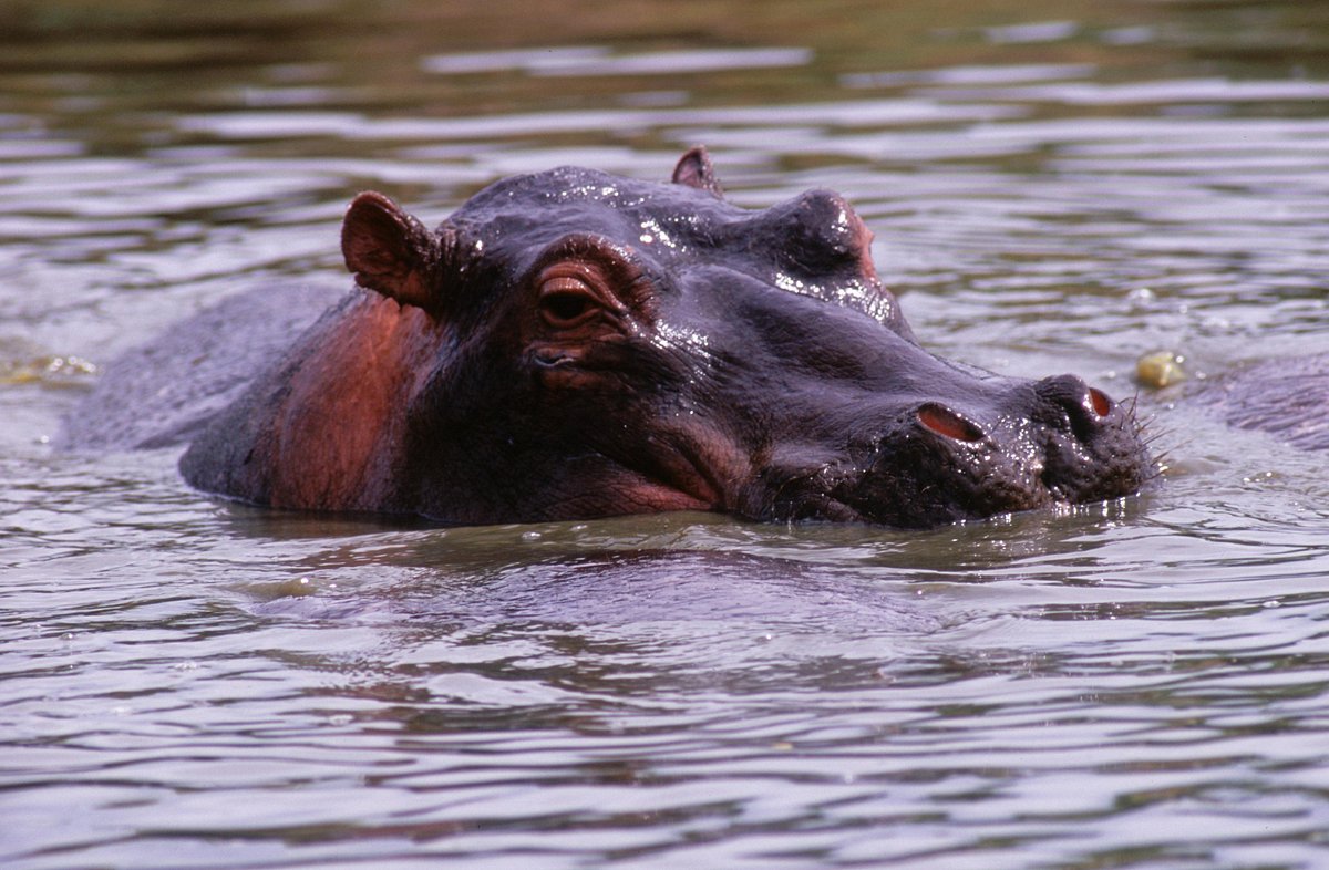 Tierisch abgefahren tierisch abgefahren