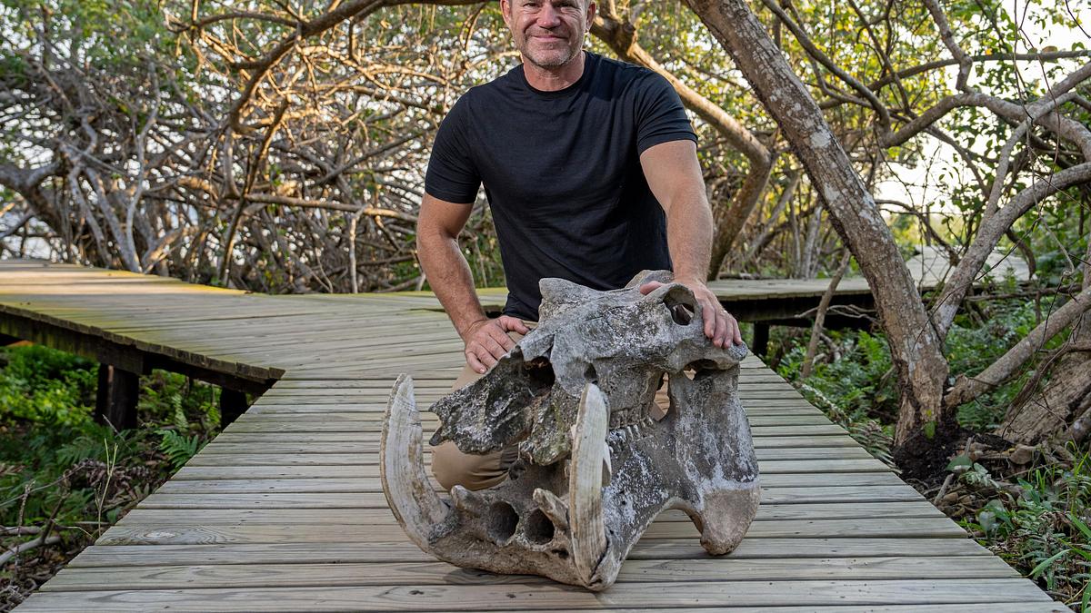 krokodilen auf der spur - mit steve backshall