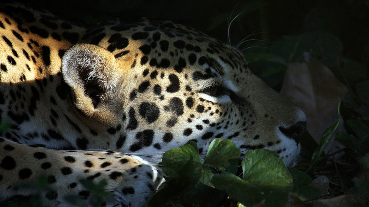 der jaguar - herrscher des dschungels