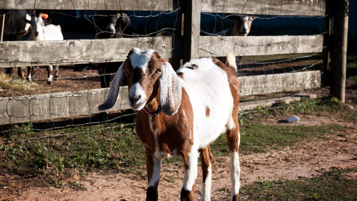 die tierärzte von houston