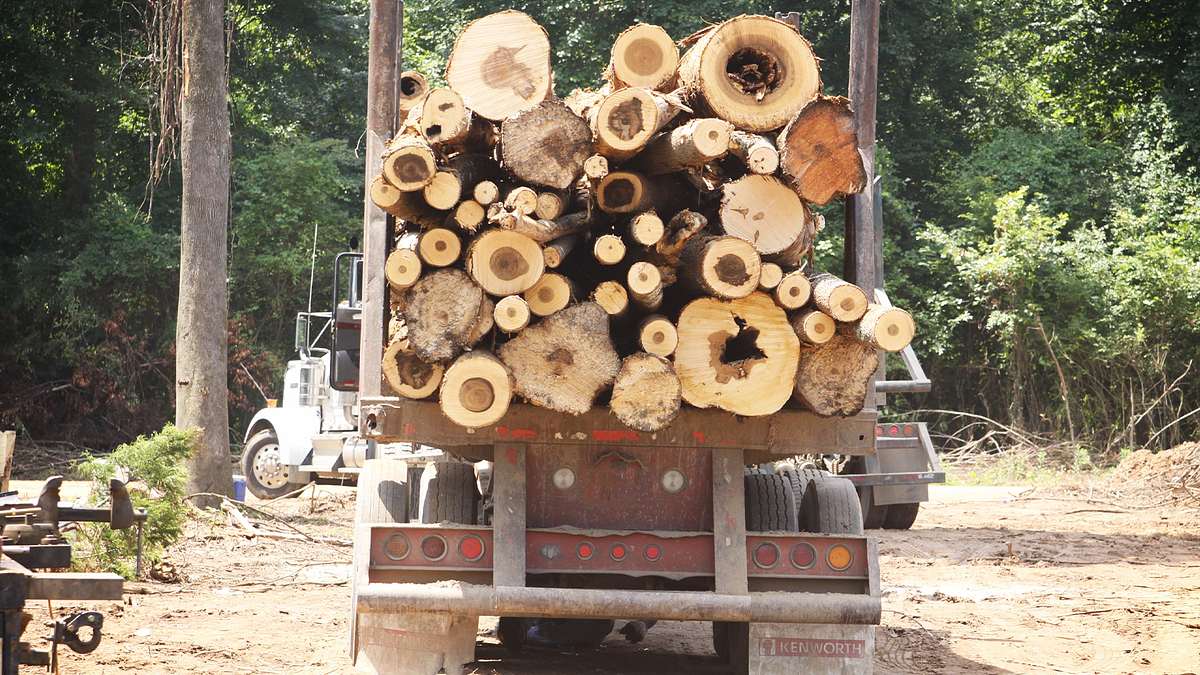 holzfäller extrem