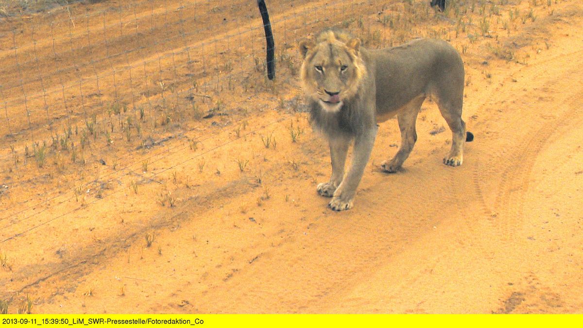 das waisenhaus für wilde tiere - abenteuer afrika