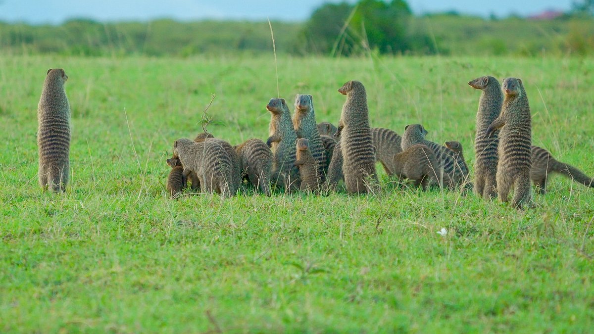 kenia, heldinnen der savanne