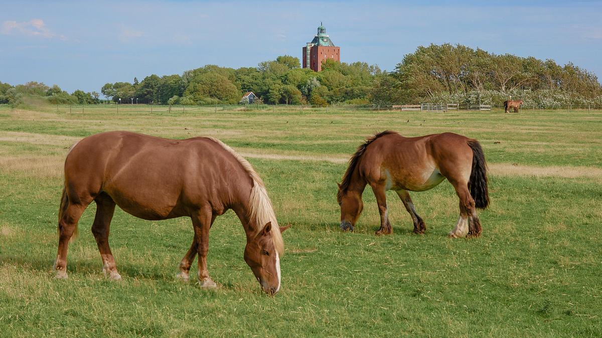 leben an der nordsee