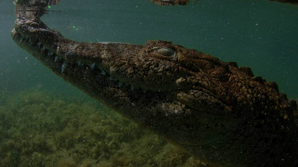 krokodil vs. alligator