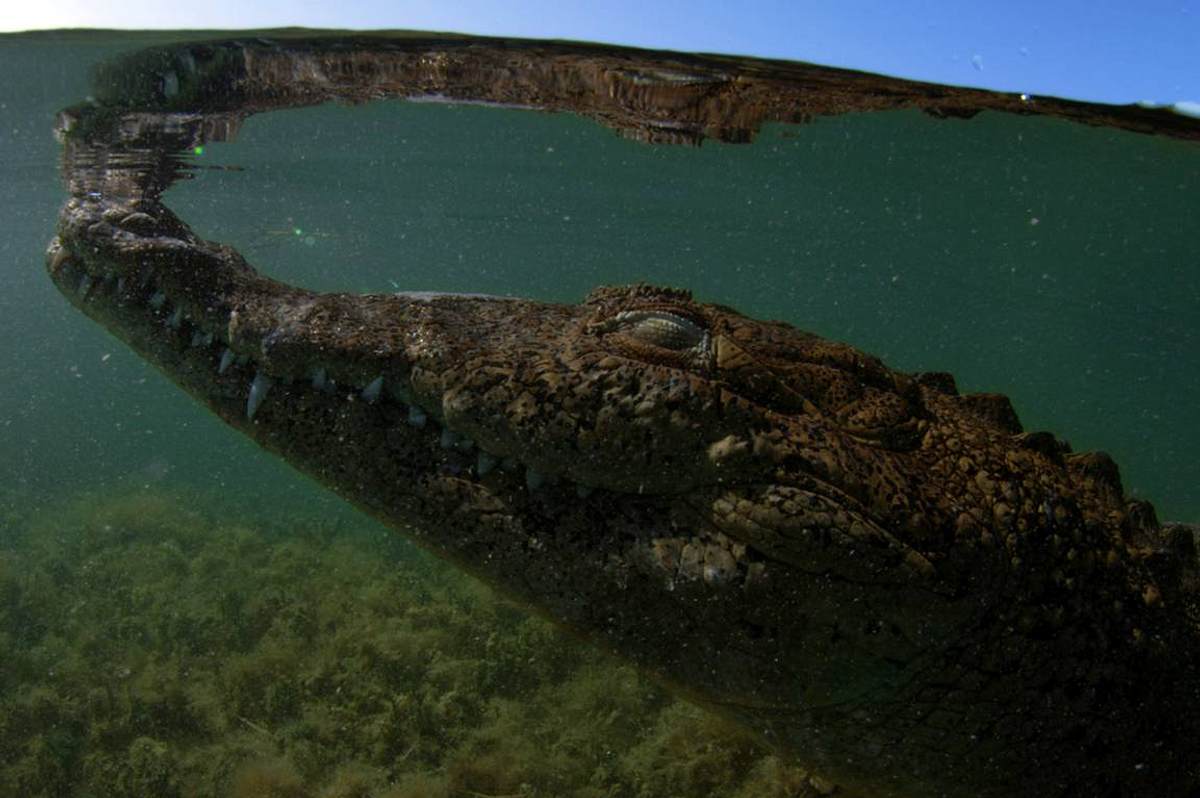 krokodil vs. alligator