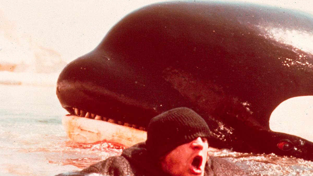 orca, der killerwal