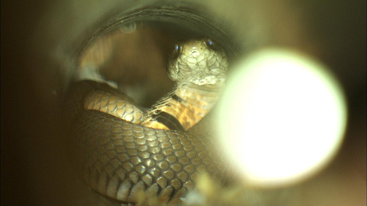 snakes in the city
